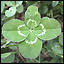lilthing's avatar