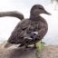 ducksafloat's avatar